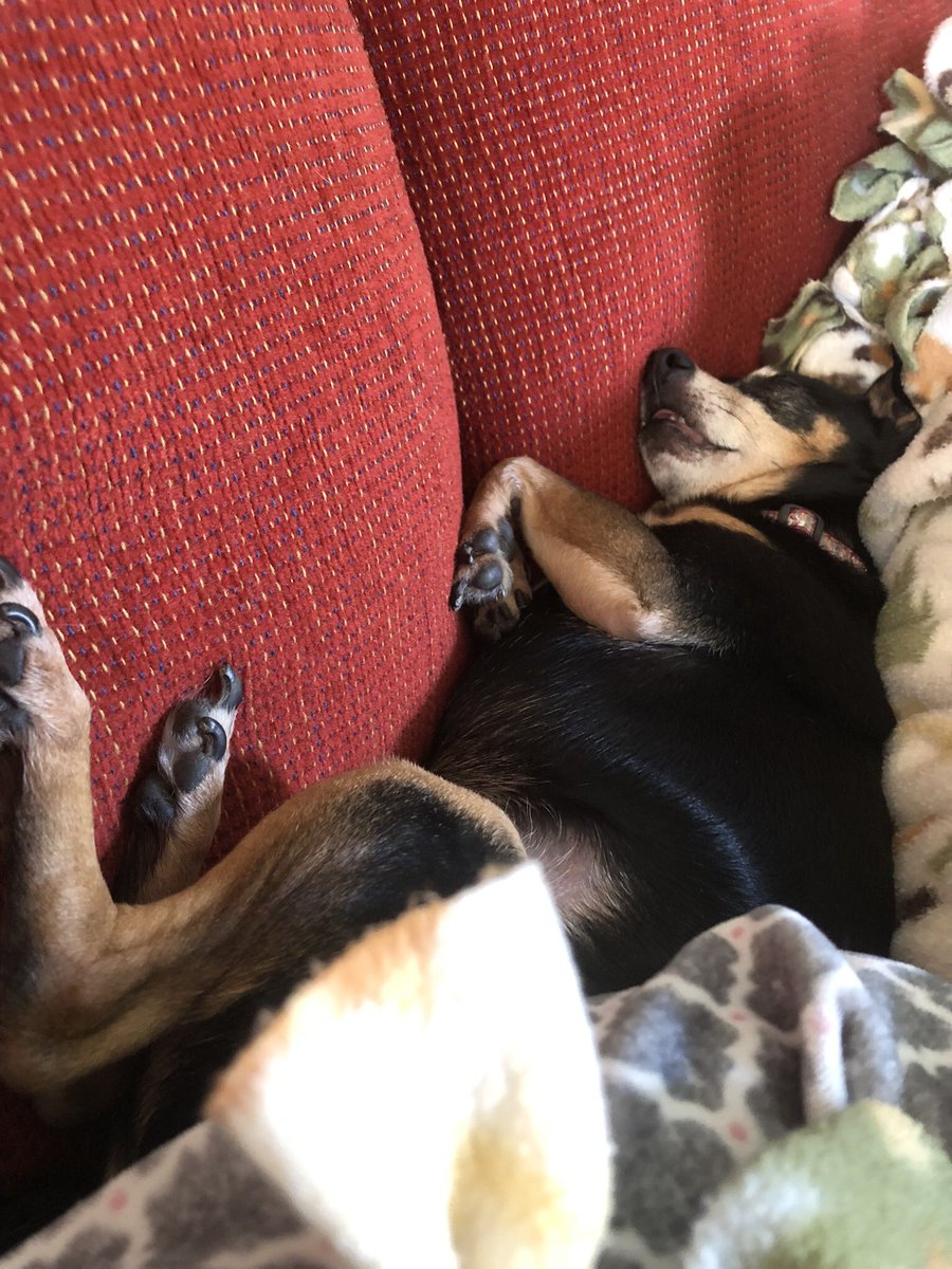 🐸💕roseate!🌸🦎 tweet media