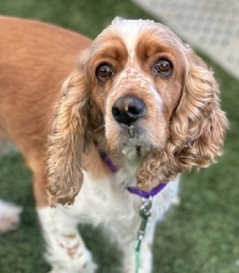 NMBewitched's tweet image. #FridayFirstClass 
#FostersSaveLives 

Julie has been rescued🎉 
Thank you Rescue &amp;amp; Foster 
@TAPNYACC will post details 

Village, tysvm🙌