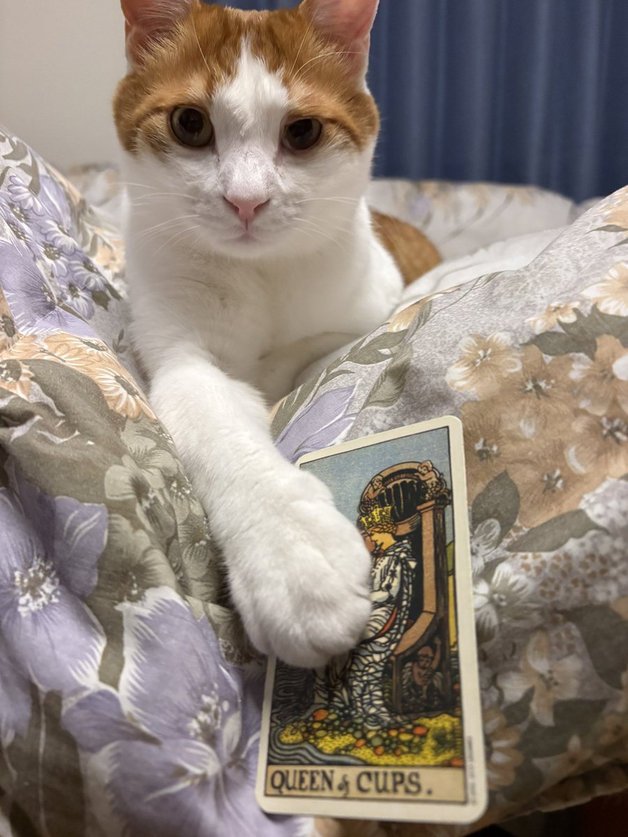 山の上の占星術師【札幌出張占いオフィス】点道 tweet media