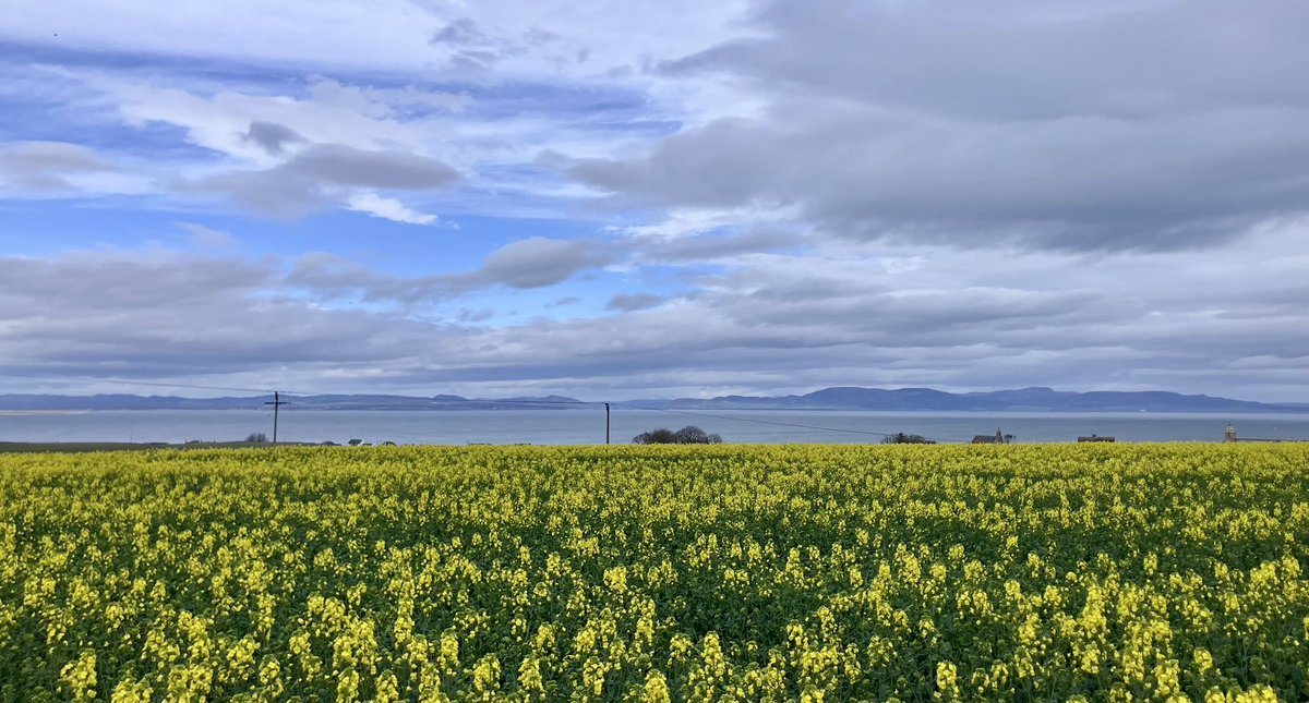 cloudymamma's tweet image. It’s time for the fields to turn yellow 💛💛💛💛💛

The Dornoch Firth and the Sutherland hills 

Scottish Highlands 

#LoveUkWeather #Farming #OilSeedRape #Scotland