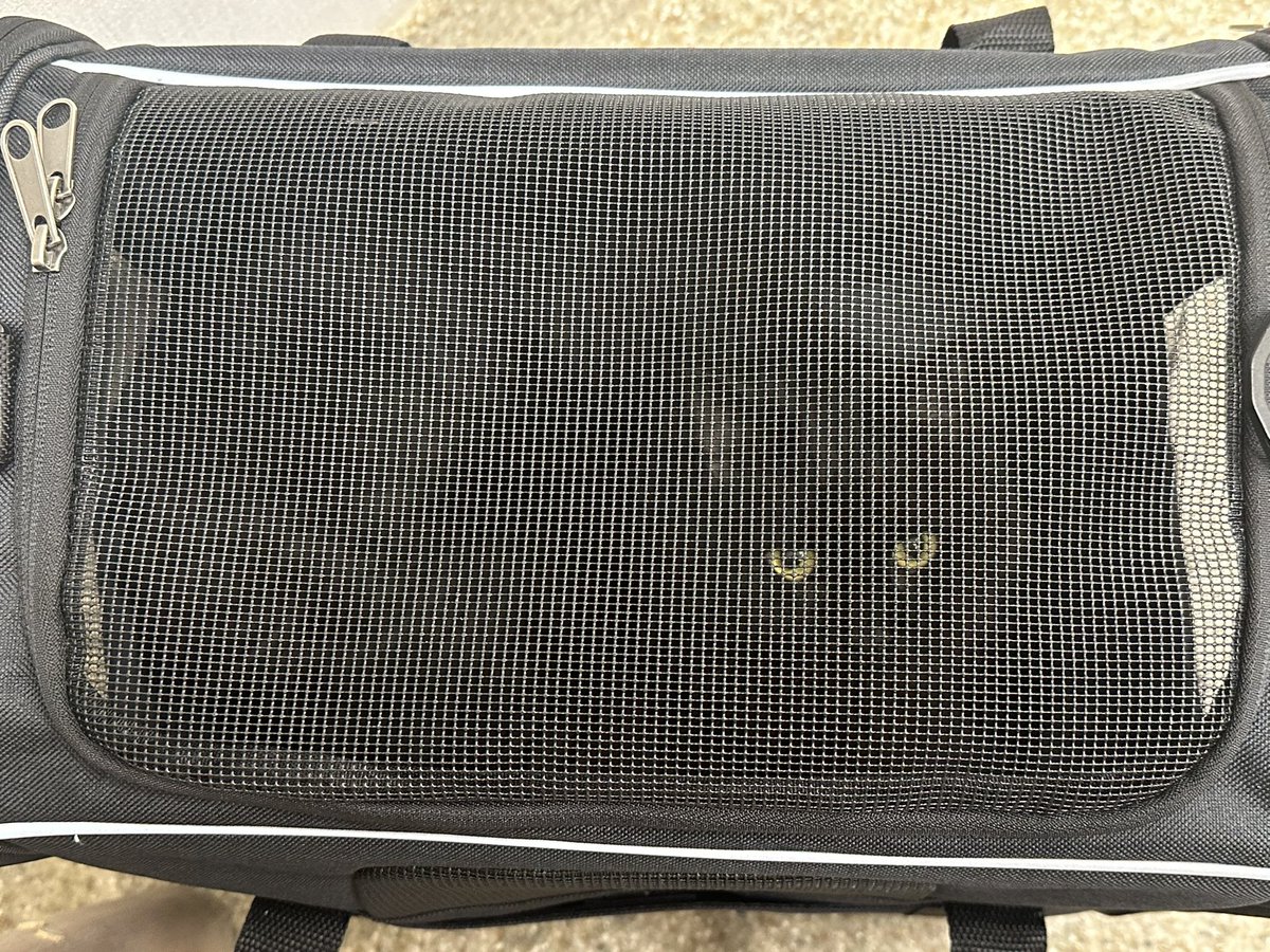 Alyse Steves tweet media