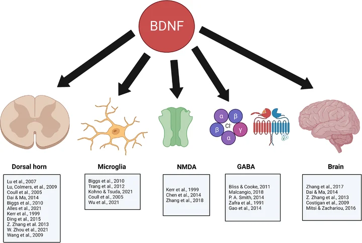 louisanicola_'s tweet photo. Your cognitive edge is not abstract. It is biochemical.

Brain-Derived Neurotrophic Factor is the molecule that decides whether your neural networks stay adaptive under pressure or start degrading under load.

High-intensity resistance training increases BDNF. Not as a side effect, but as a direct signal. It preserves hippocampal structure, strengthens synaptic plasticity, and extends your capacity to update decisions in real time.

Low intensity does not fail gradually. It fails completely. The signal is not strong enough to force adaptation.

This is where cognitive decline actually begins. Not at diagnosis. At the point where your brain stops receiving enough stimulus to justify maintaining its own complexity.

You are not maintaining muscle.

You are maintaining the biological infrastructure that allows you to think at the level you are known for.