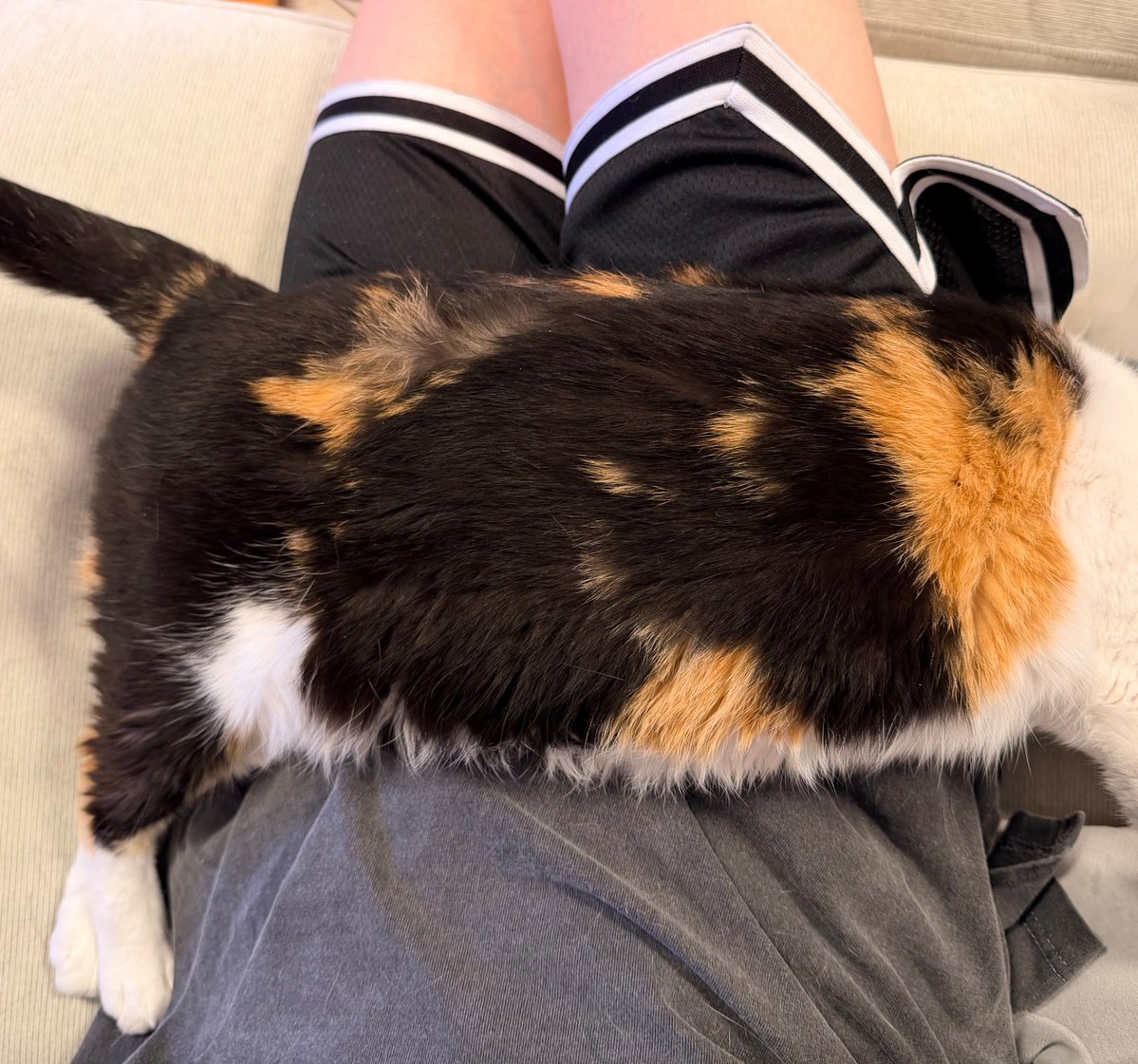 今日誕生日の我が家の姫は俺の上でくつろいでる。
可愛すぎるぜシャチ姫