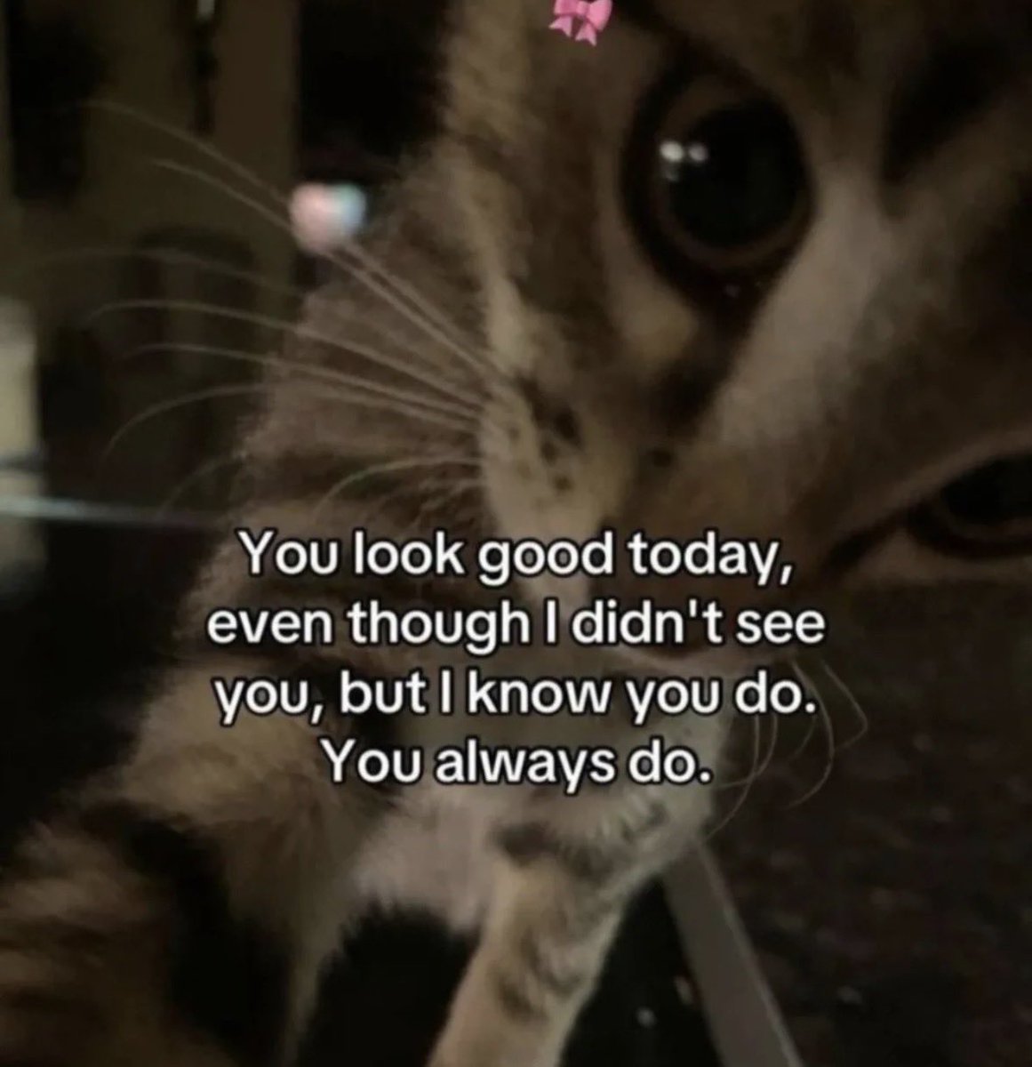 LiterallyMeCats tweet media