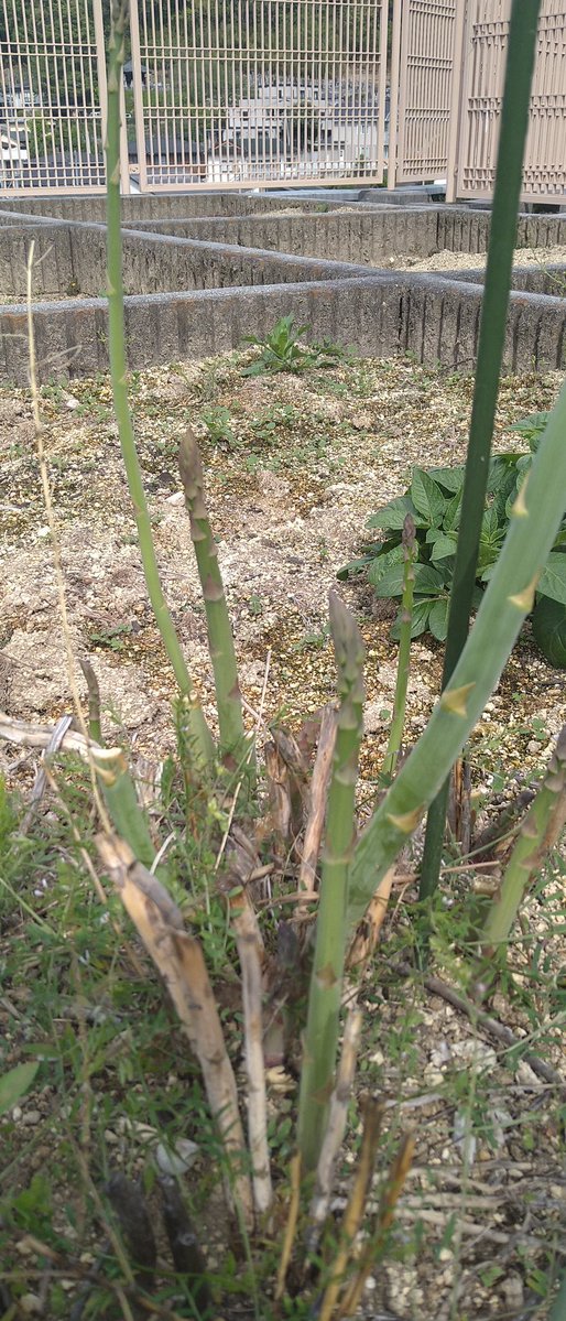 amijprot tweet media