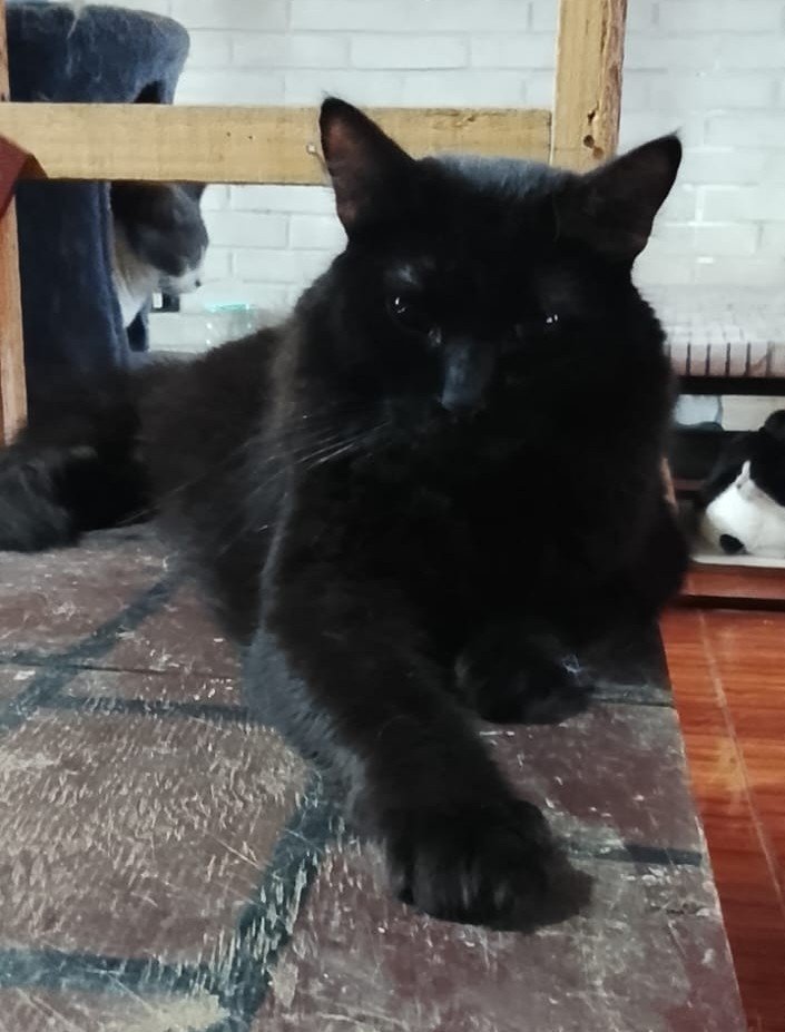 🐾🐾Callejeros, sin voz❤🐾🐾 chile🇨🇱 tweet media