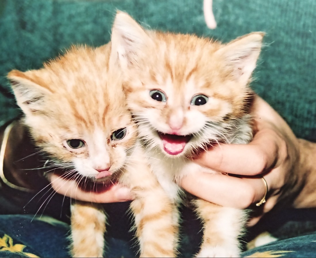 FrostieMoss's tweet image. Meet Jack and Rose, two kittens that inspired my new short read, Kitty Heaven effrosyniwrites.com/2026/04/15/pet… #catsoftwitter #petlovers #catlovers #catstories