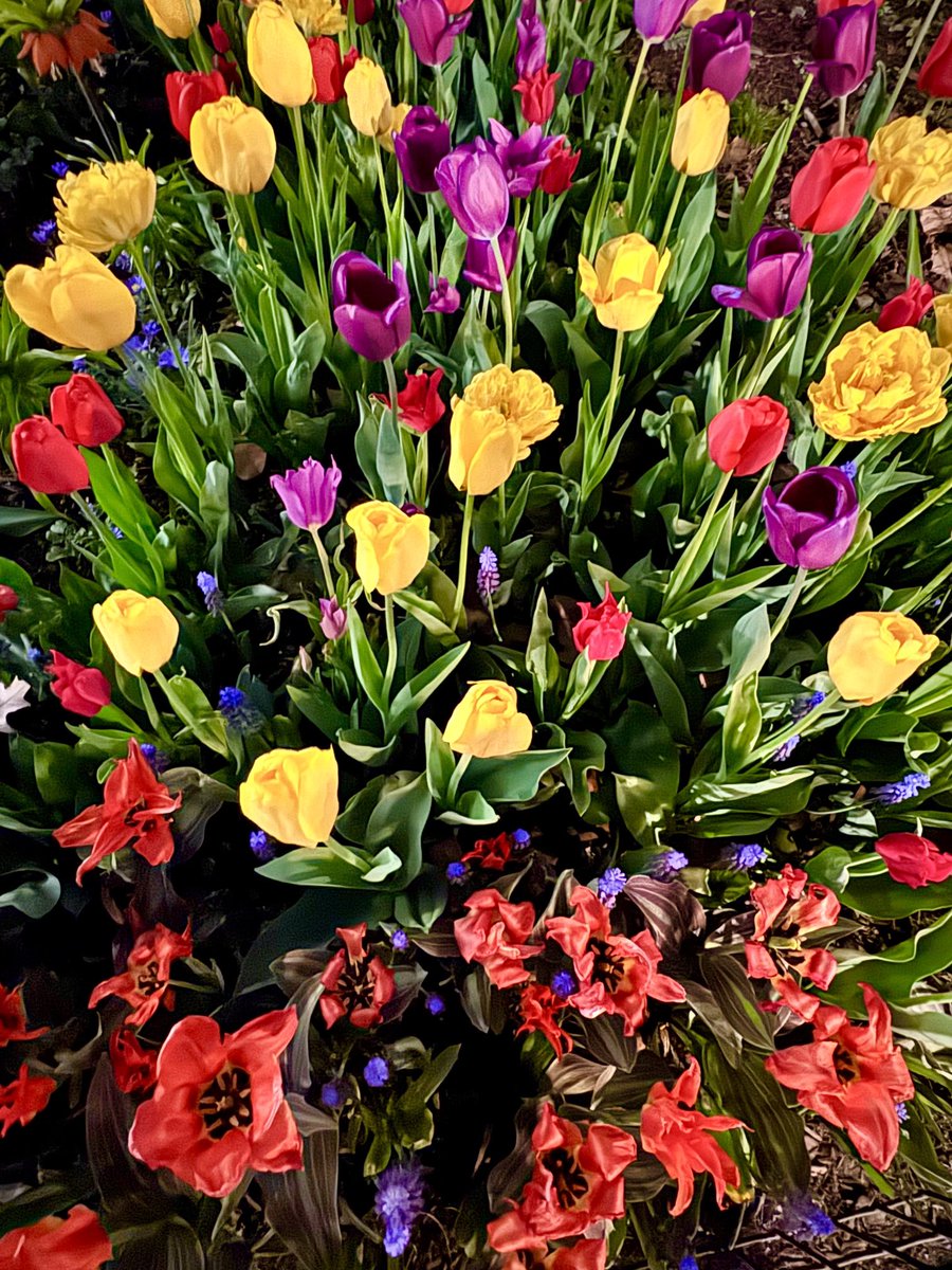 madel_suravilla's tweet image. Just done a 3 mile run in the park. 🏃🏾‍♀️

Had to do an errand so I cut short my run.

Spring is in full bloom.. nice day cool at 70 degrees Fahrenheit &amp;amp; sunny. 🌞 

Gym later. 🏋🏿‍♀️

#Manhattan 🍎
#NYC🗽