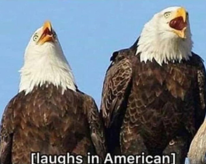 Volunteer Knight tweet media