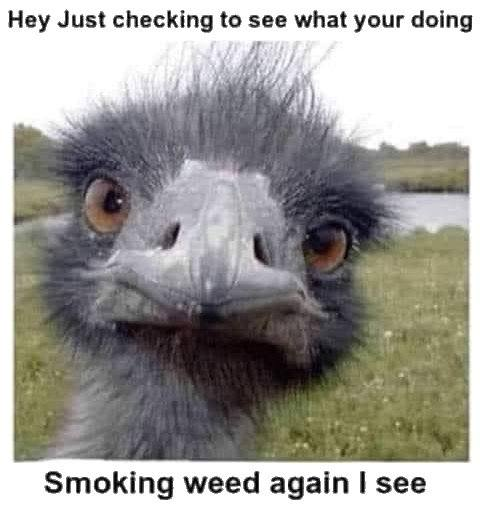 Stoner Jesus™ tweet media