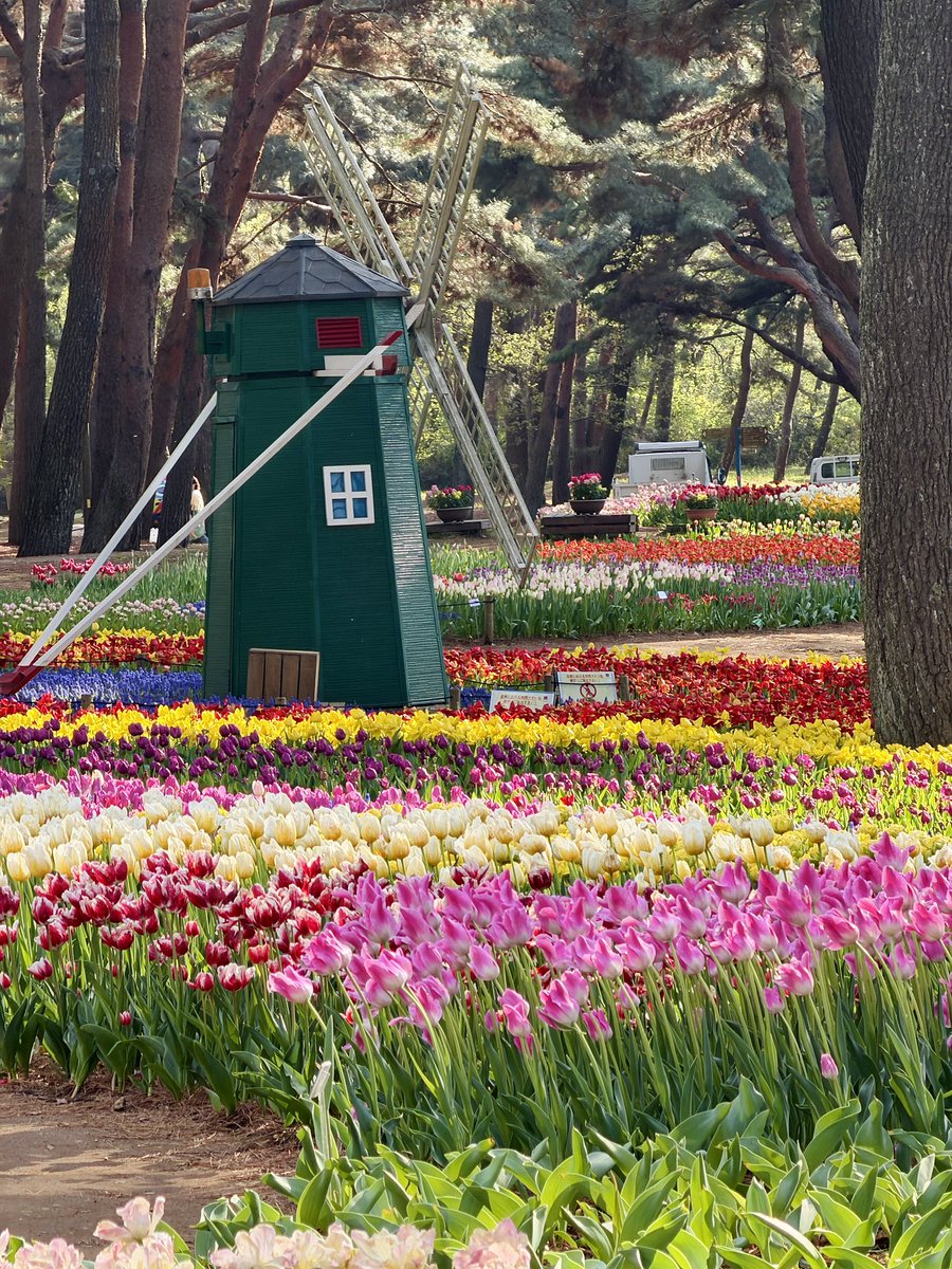 rowind89's tweet photo. 4/16 #ひたち海浜公園 
ネモフィラとチューリップどちらも見頃、朝開園から10分くらいまで人がいないネモフィラの丘撮れます
#国営ひたち海浜公園 #ネモフィラ #チュ一リップ #フリーレン #ヒンメル #コスプレ #cosplay https://t.co/hKi9DkwNOS
