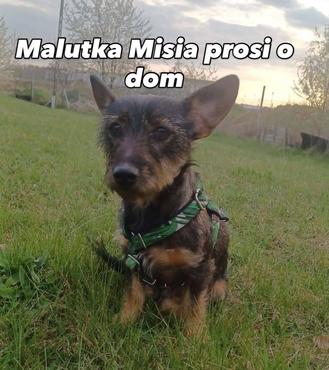 AnnaSernawit's tweet photo. MISIA🐶🙏🏡🆘PILNIE SZUKAMY DOMU DLA MISI🆘🆘🆘To prześliczna,malutka,ok. roczna sunia❣️Misia boi się gwałtownych ruchów i podniesionej ręki…wygląda na to,że wiele już przeszła😢Przebywa w Grodzisku Wielkopolskim
Pomagamy w transporcie🚗
☎️608-509-135
☎️535-362-870 https://t.co/wYyXjGvOTW