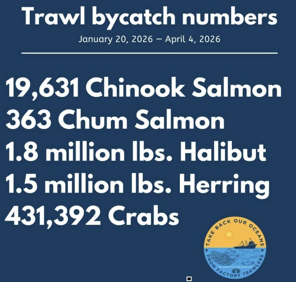 Trawler_Bycatch's tweet photo. Disgusting levels of waste.

Look at the chum numbers...the fish have disappeared.

@NOAAFisheries @lisamurkowski @AKPFA https://t.co/LK7eXMStYn