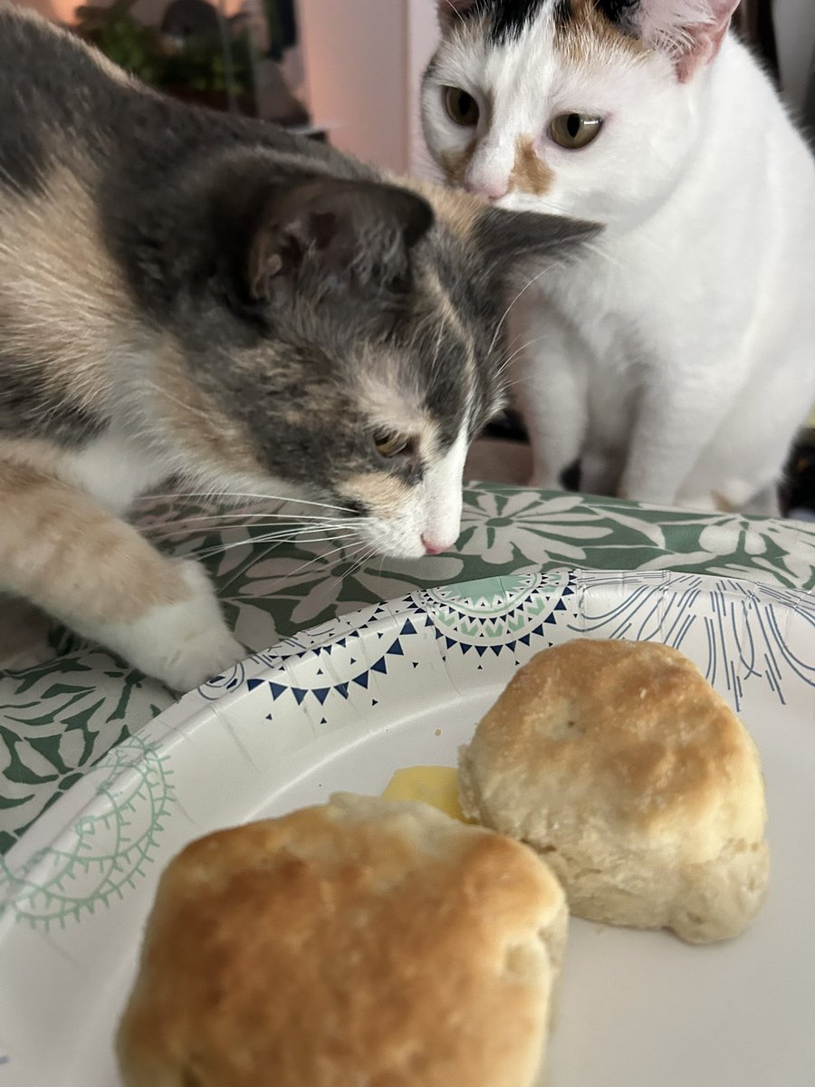 monkey & zoe ❤️ oreo 🌈 tweet media