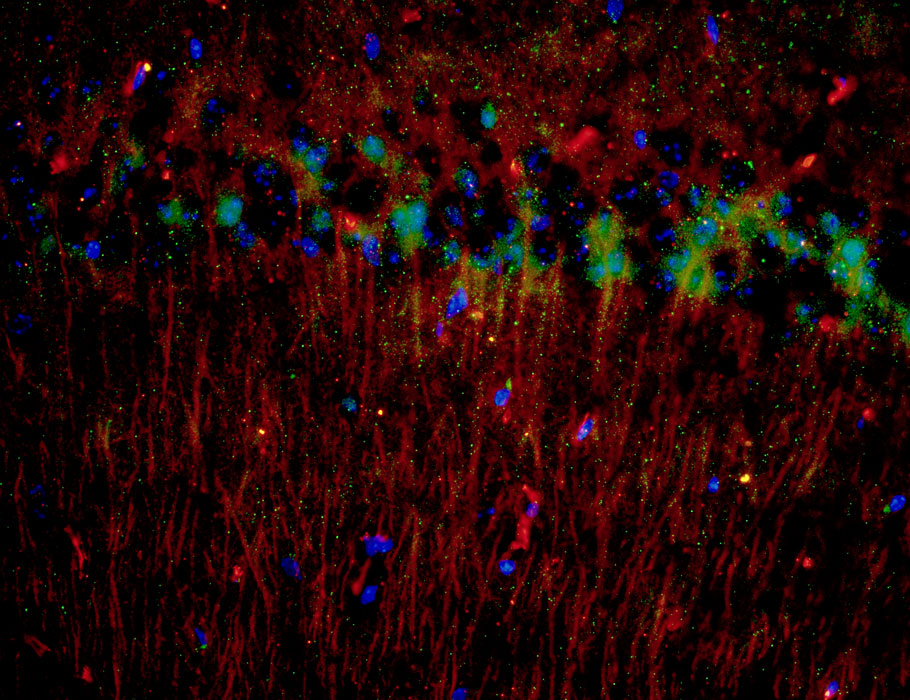 Science Signaling tweet media