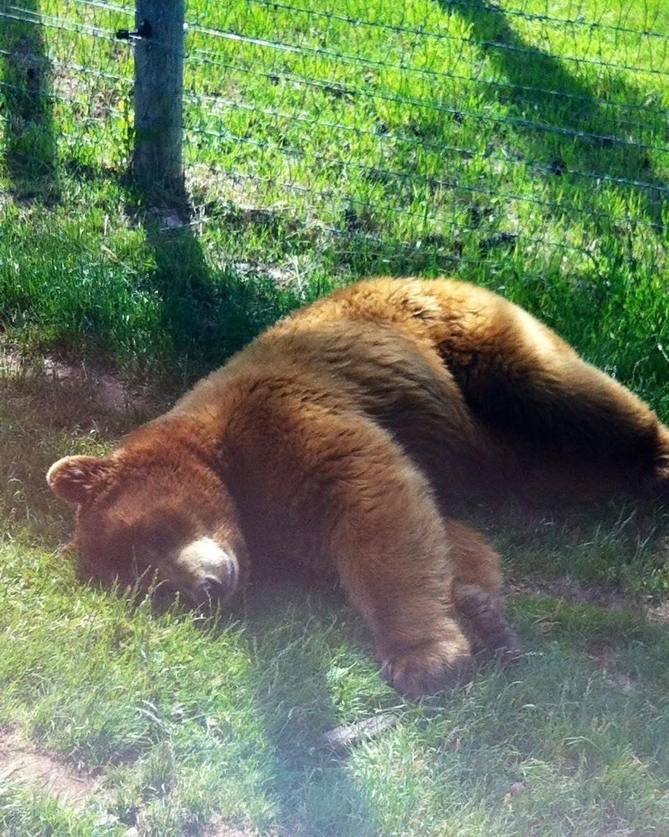 horse dentist tweet media