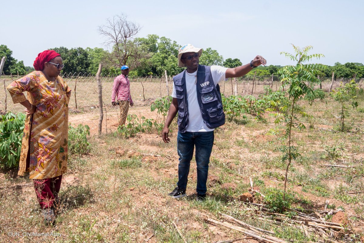 ONU_CIV's tweet photo. Face au changement climatique, la nature est une solution.  
À Berkaha, @WFP_Cotedivoire mise sur l’agroforesterie &amp; la régénération naturelle des sols pour soutenir les producteurs. Résultats👇  
🌾Sols restaurés &amp; plus fertiles
📈Rendements améliorés
👩🏿‍🌾Communautés autonomisées https://t.co/hn1d2M82ky