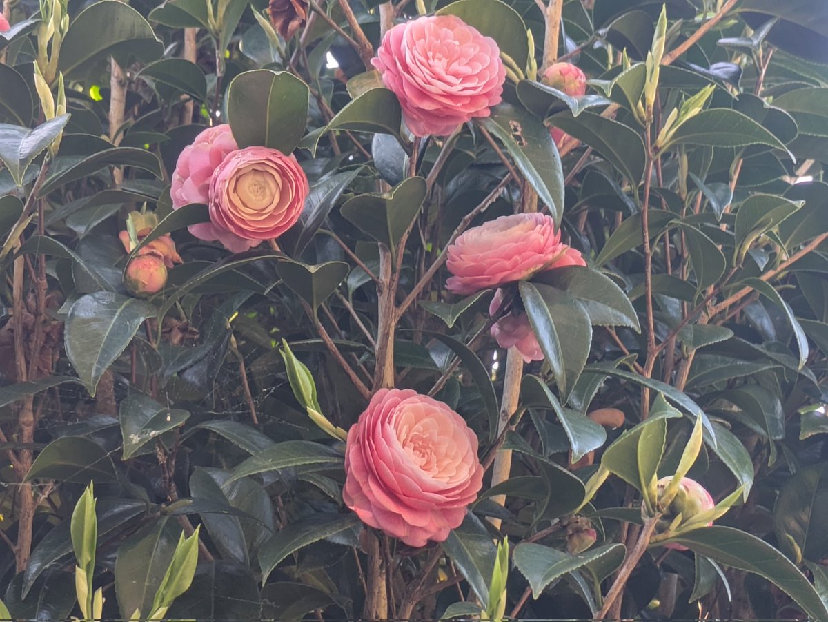 裏庭の乙女椿
一本の木で、花びらの形や色まで違う事に、初めて気が付きました。