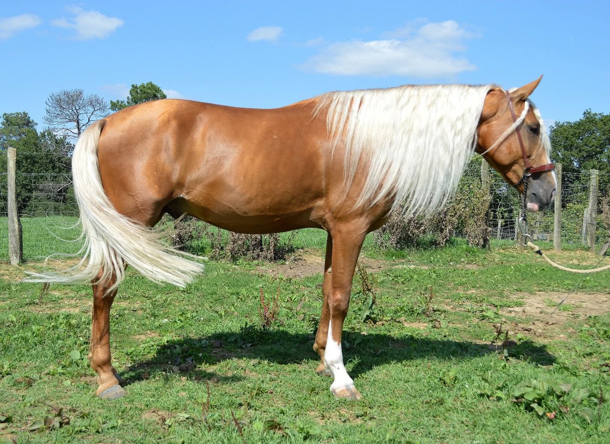 ehorses_com's tweet image. ✨ Stunning Palomino PRE gelding with a gentle spirit awaits your next adventure! 🐴

🔗 c-de.co/vO2m7

#ehorses #pre #dressagehorses #gelding #palomino #horselove #horse #horses #horselover #foundonehorses