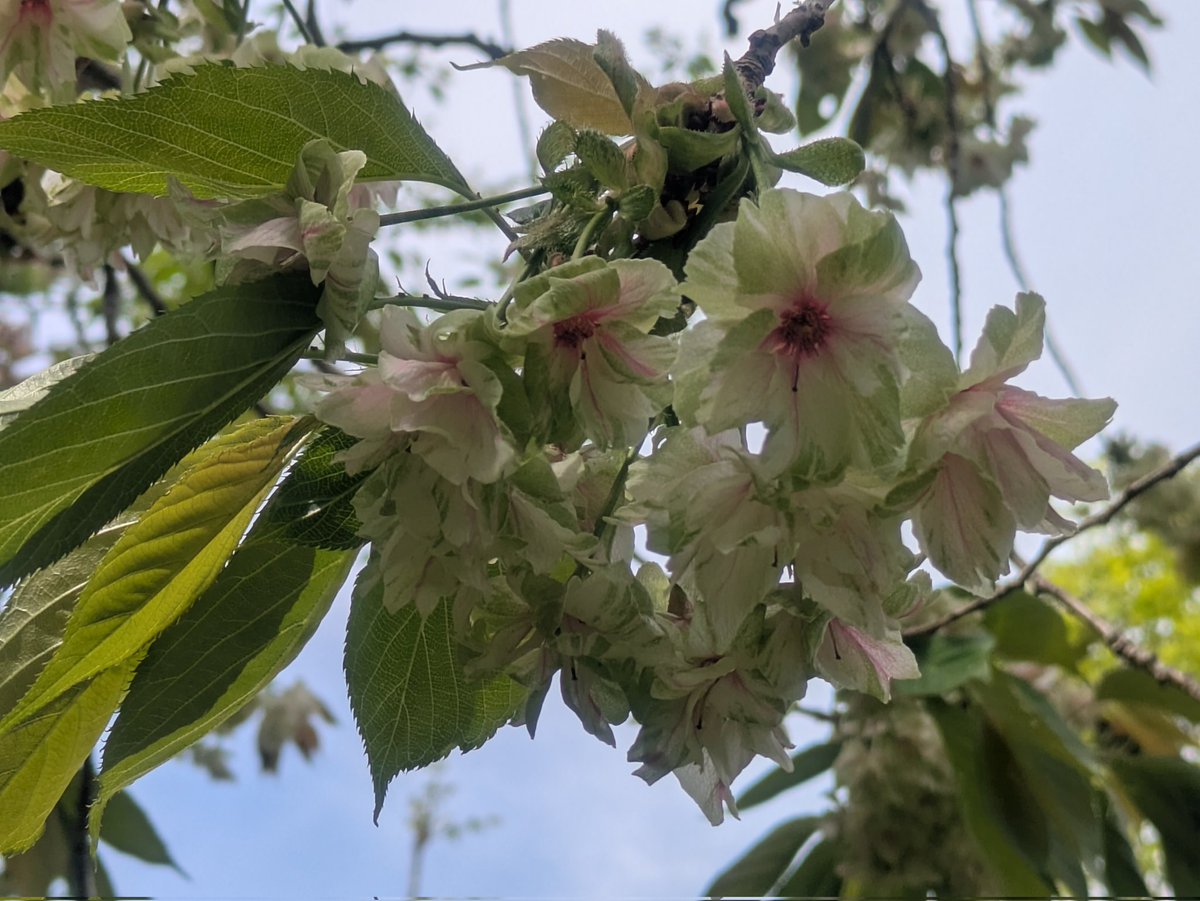 御衣黄桜、
だいぶピンク色に染まってきました。
なかなか逆光で上手く撮れません😅