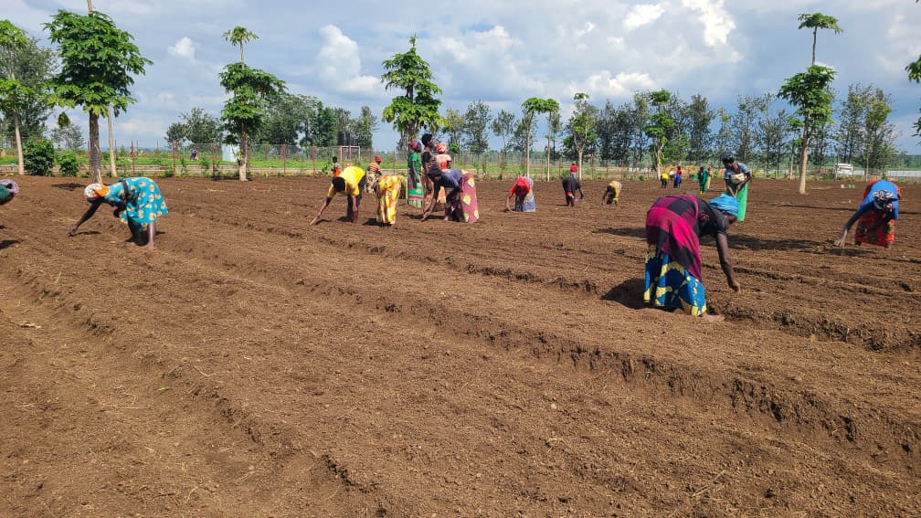 LegenceThe's tweet image. Agriculture is a Science, Not a Secret.

To move East African agriculture forward, we must move from "guessing" to "measuring."

At @LegenceThe , we prioritize soil testing because: 1️⃣ pH unlocks nutrients 
2️⃣ Temp prevents shock 
3️⃣ Data stops waste

Foundation matters.

#Soil