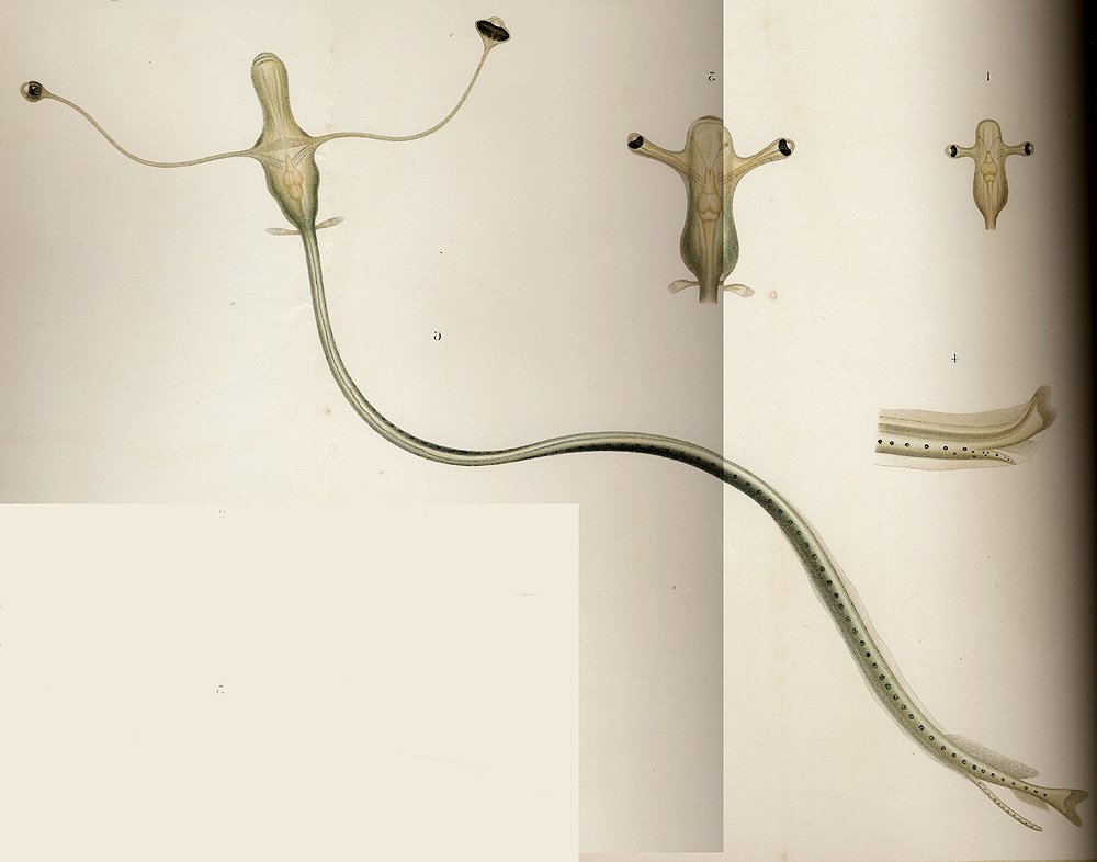 <a href="/telescopteryx/">TELESCOPTERYX #deepseatwt</a> the adult // the larva