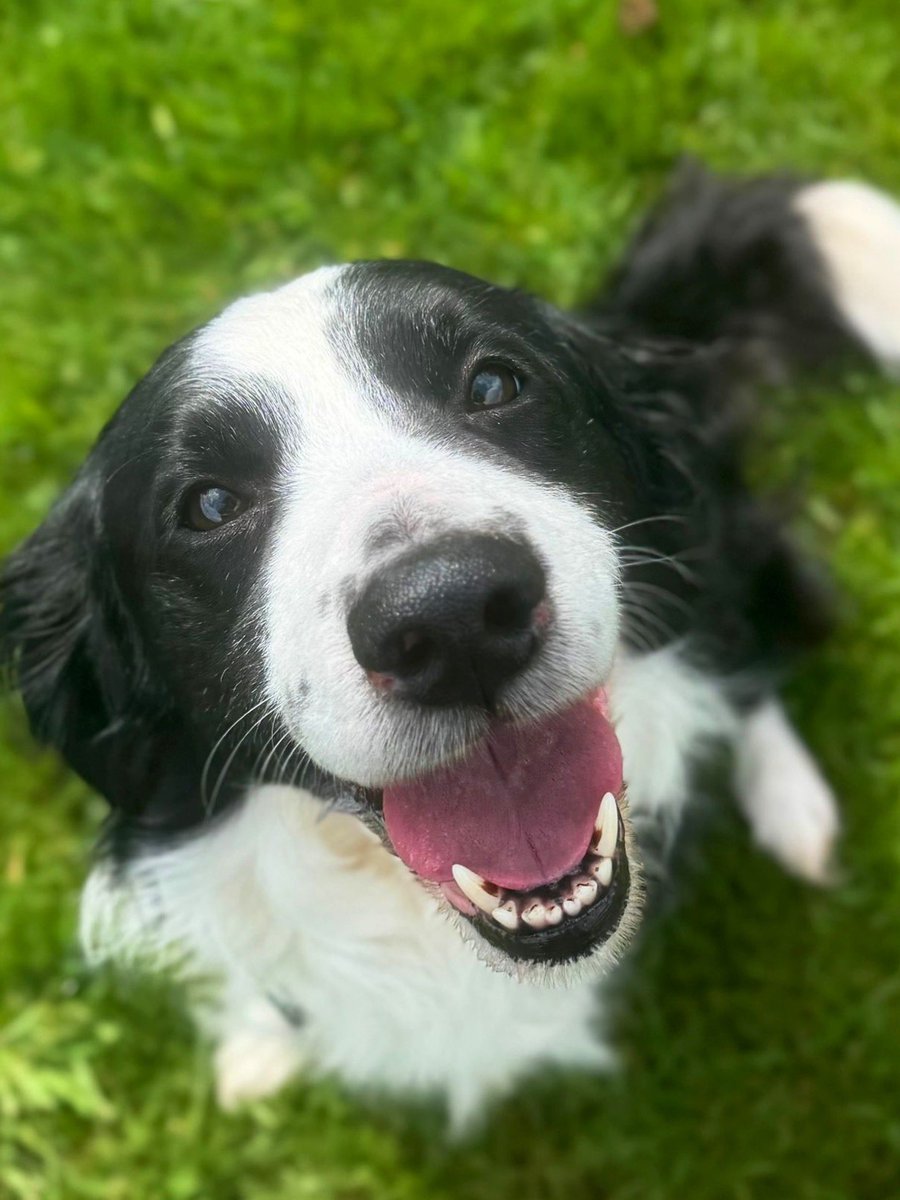 Dogs Trust West London tweet media