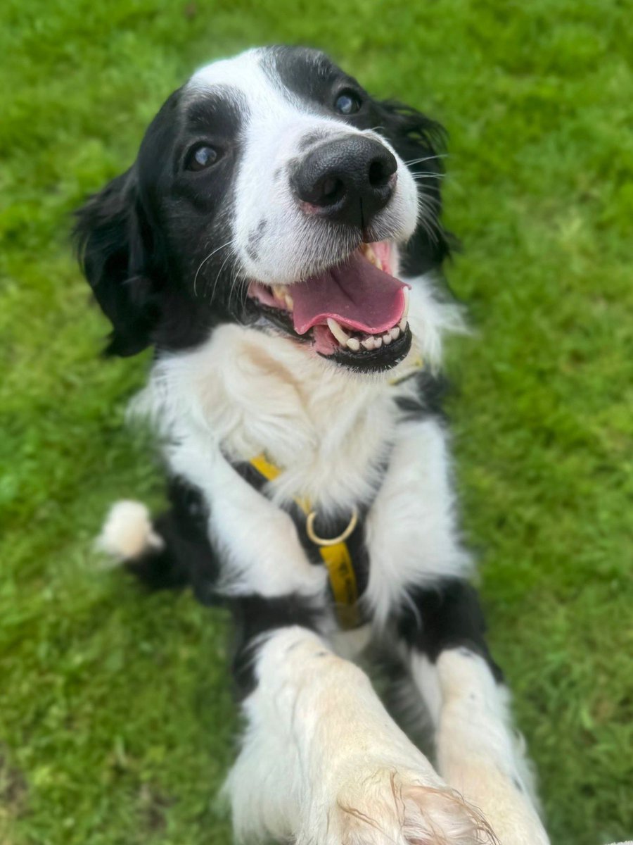 Dogs Trust West London tweet media