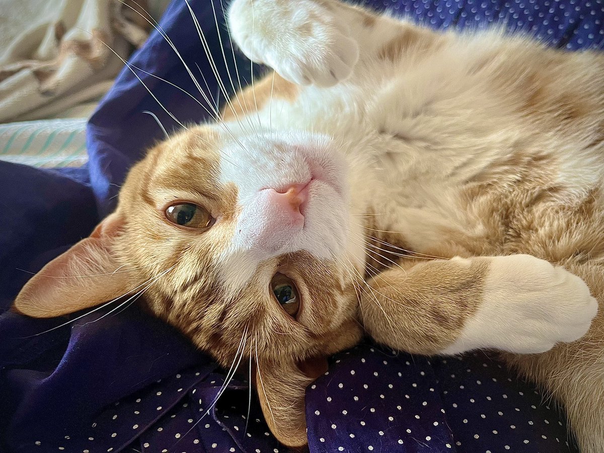 Malcolm & Baby Dog tweet media