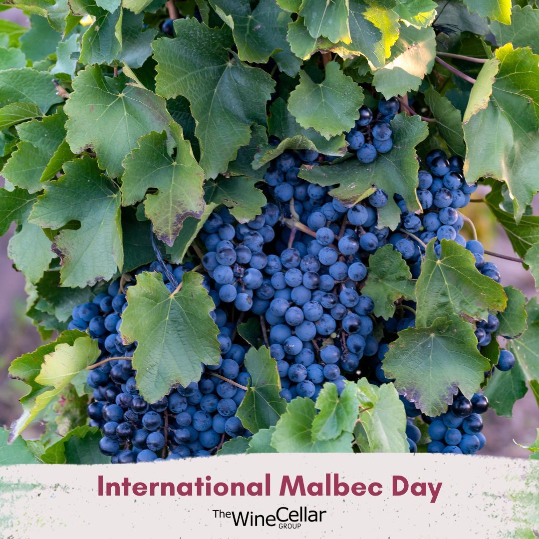 Sip, sip, hooray - it's International Malbec Day! 🍷 
Malbec is known for its plump, dark fruit flavors and smoky finish.
It pairs well with dark meat poultry and lean red meat as well as earthy flavors - such as beef brisket.