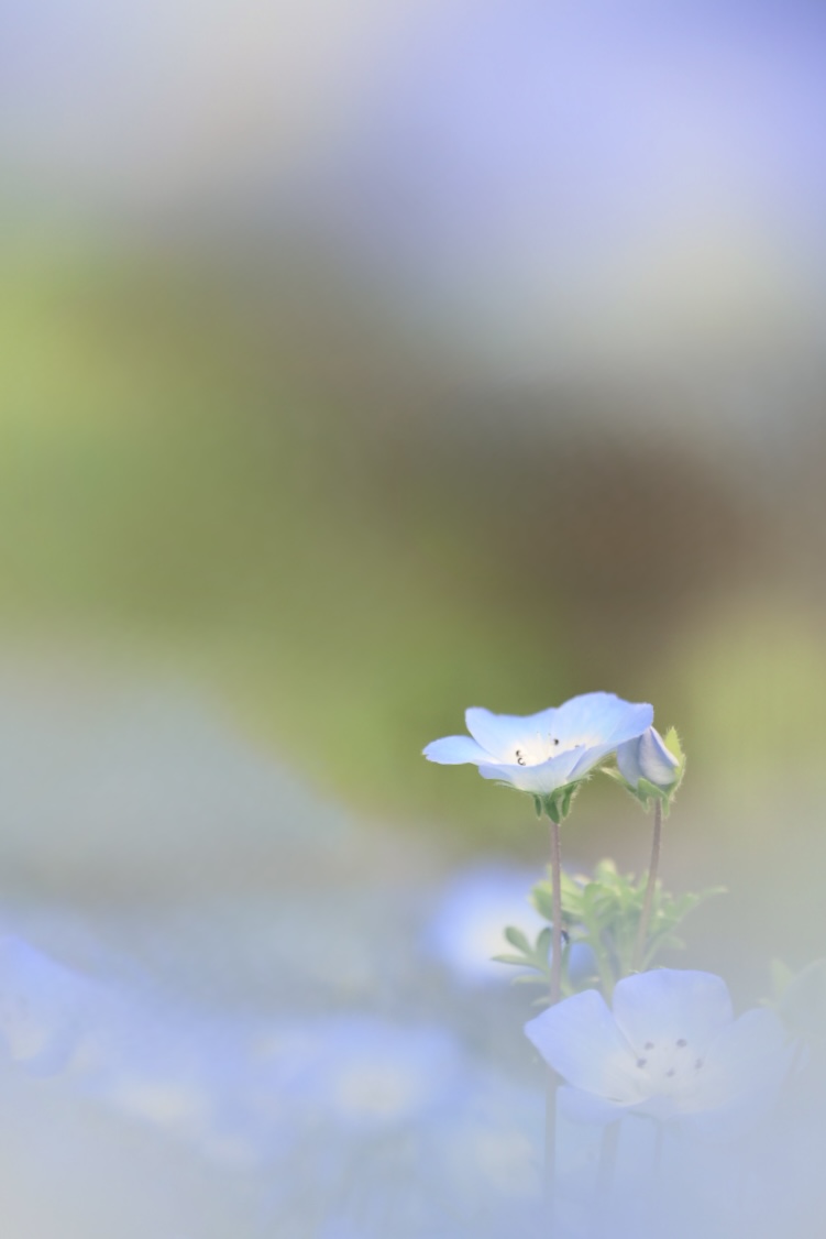 めぐ｜写真 tweet media