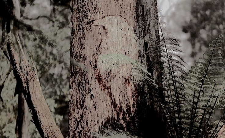 ౿ ִ 𝑀oonwood tweet media