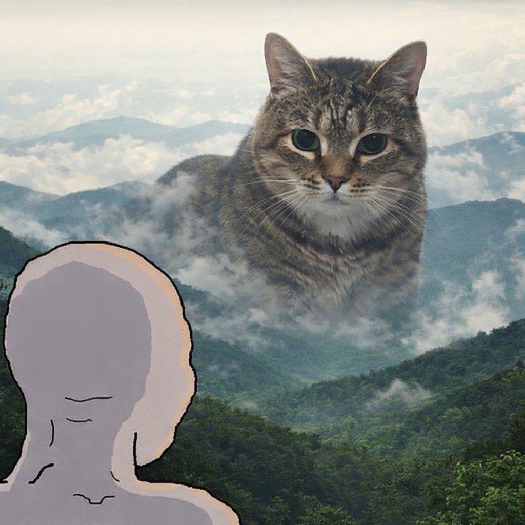 Spinning Cat - fan page tweet media