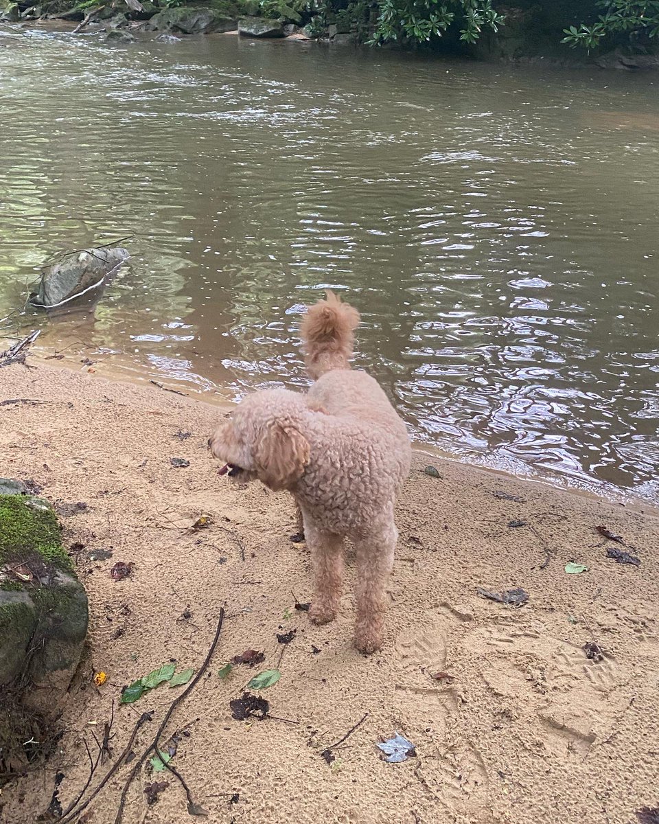 Billy DeLions tweet media