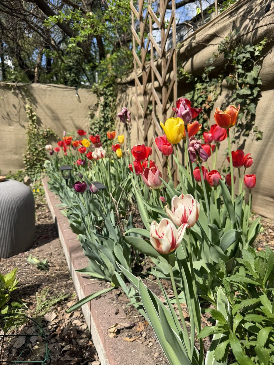 Jakesdebb's tweet photo. Our tulips popped off this year https://t.co/Qr4etEReZX