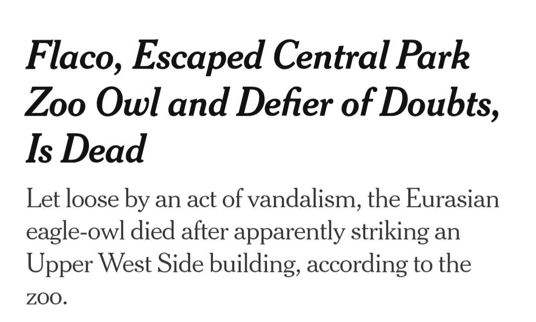 Robert Francis tweet media