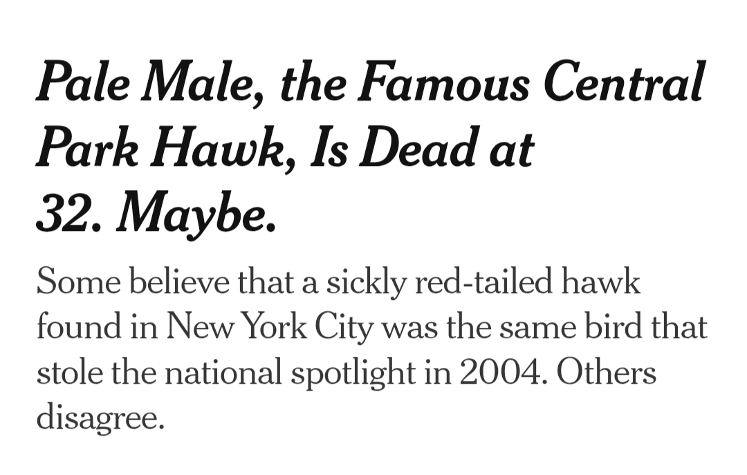 Robert Francis tweet media