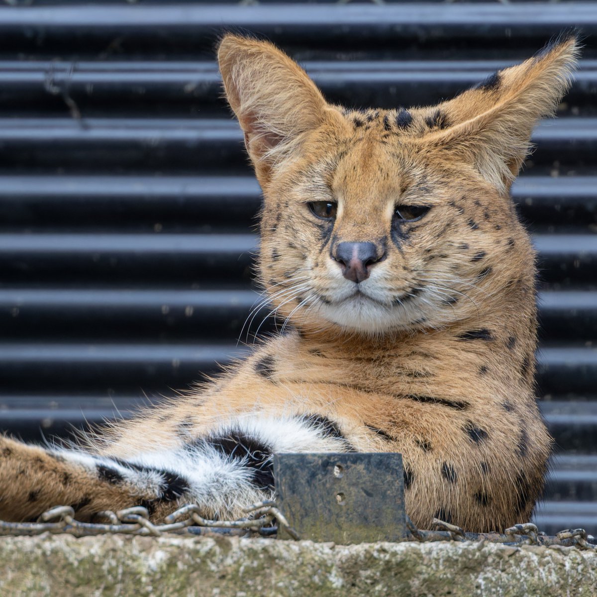 空白寺 tweet media