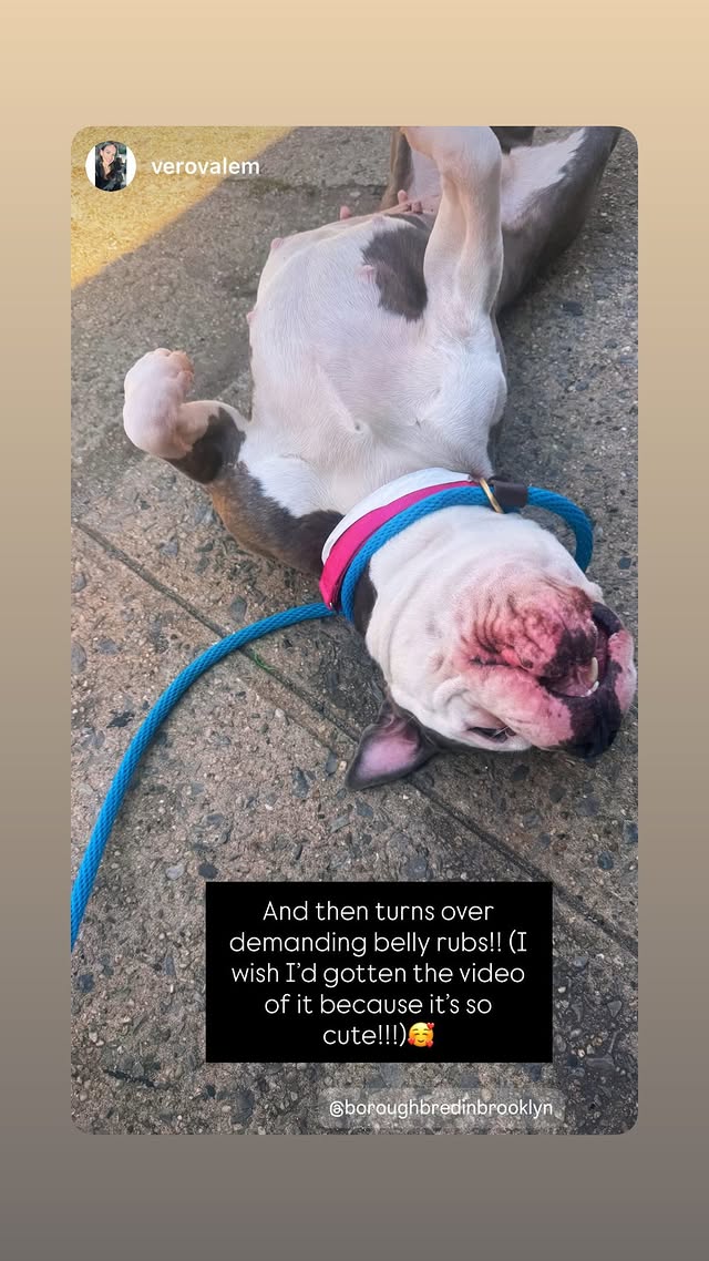 NMBewitched's tweet image. #FridayFirstClass

Jessie sighting
#AdoptMe