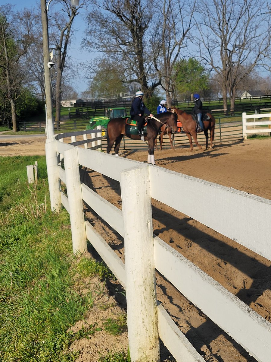 VandelayStables's tweet photo. Been almost a year since I've had an entry, coincidentally Thisishowwedoit (pictured here @ age 2).  She is going today in Race 3 @LaurelPark for @WasabiStables, myself and S. Sedmak.  Tr: Mark Selvaggio, Jock: @JomartorresJ.   Safe trip all! https://t.co/izUsS4gl4S