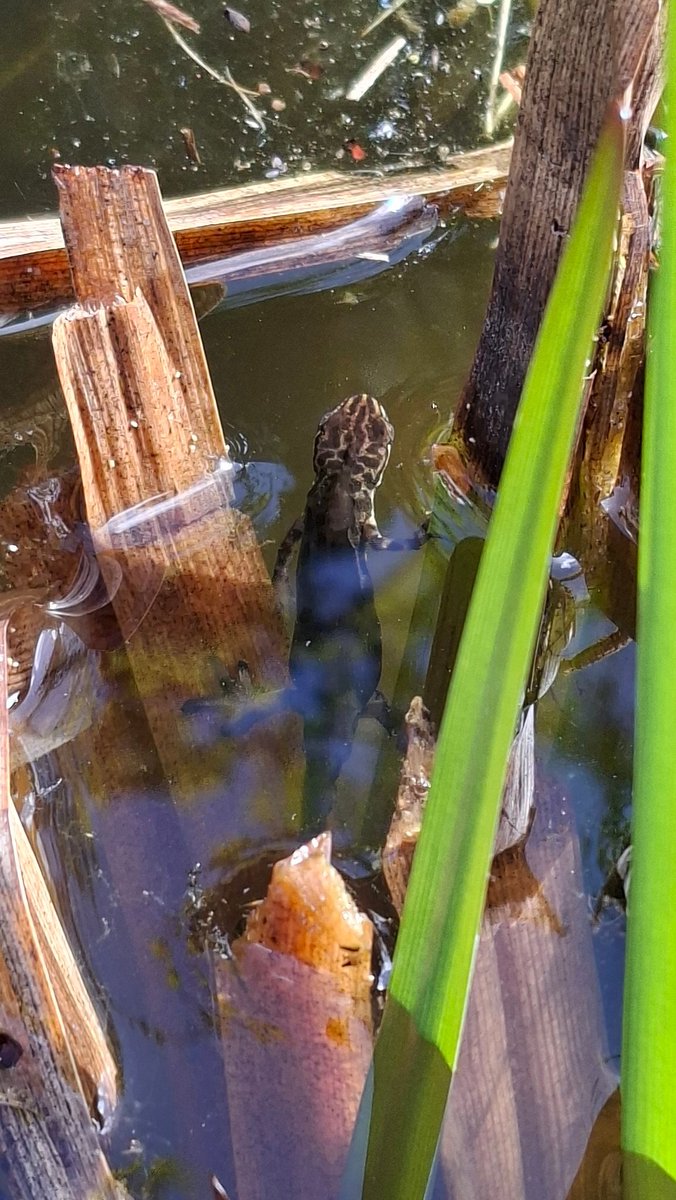 WNapBaukema's tweet photo. Het zonnetje schijnt in de vijver, er komt weer leven ....zowel onder als bovenwater
#waterlelie #kleinewatersalamander #schaatsenrijder #kikker #vijver #eigentuin https://t.co/ZCJ80lteLG