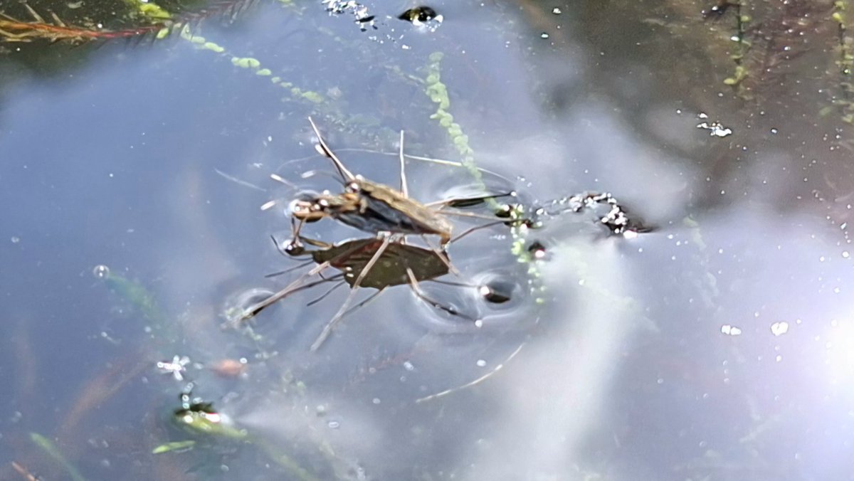 WNapBaukema's tweet photo. Het zonnetje schijnt in de vijver, er komt weer leven ....zowel onder als bovenwater
#waterlelie #kleinewatersalamander #schaatsenrijder #kikker #vijver #eigentuin https://t.co/ZCJ80lteLG