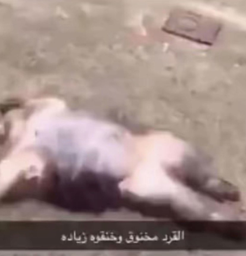 ｡ ₊°༺$❦$༻°₊ ｡ tweet media