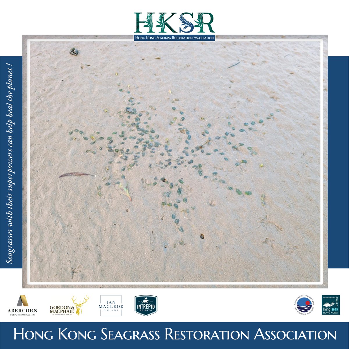 Seagrass_HK's tweet image. The HKSRA team conducting seagrass survey around Hong Kong.
📷hongkongseagrass.com
#HKSR #Seagrass #survey
