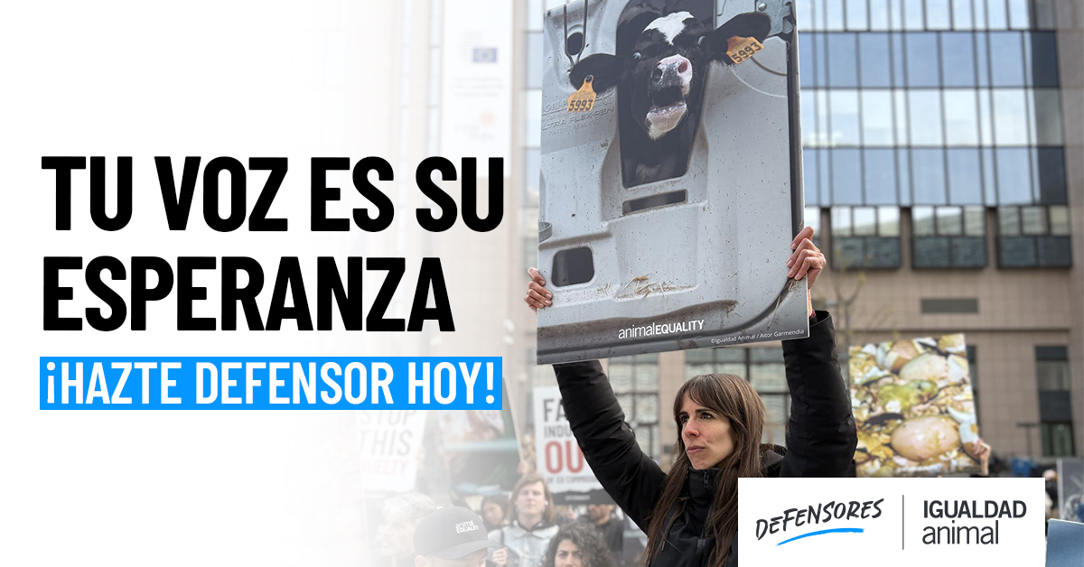 Igualdad Animal tweet media