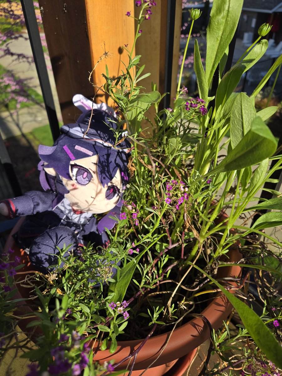 Life rough lately, but a pleasant morning with Haruka and her little garden.