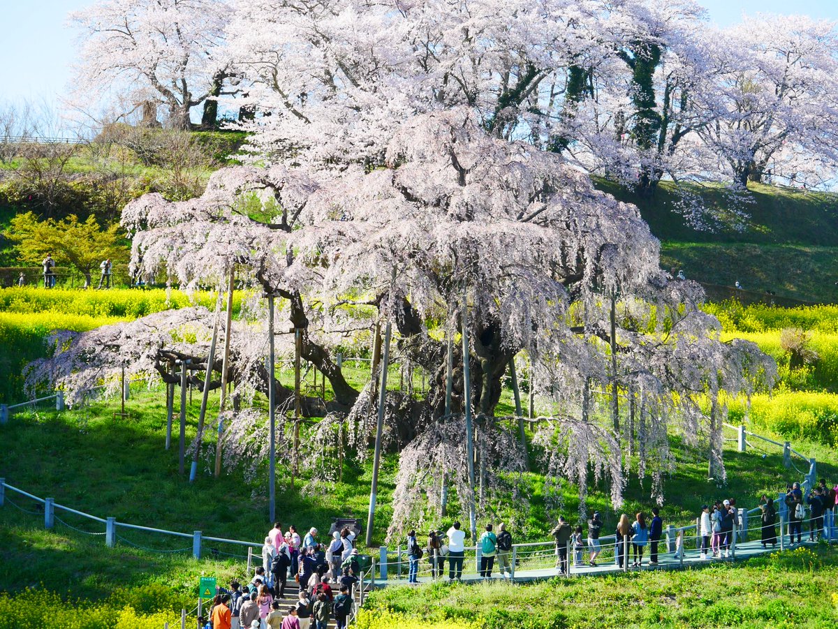 miroi's tweet photo. 三春滝桜

2026/4/12 https://t.co/1KwTsdOF2n