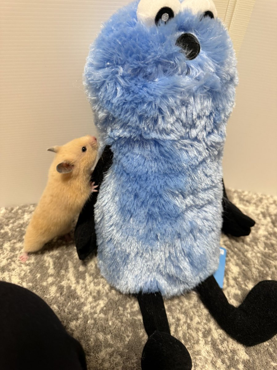 ほたて🐹 tweet media