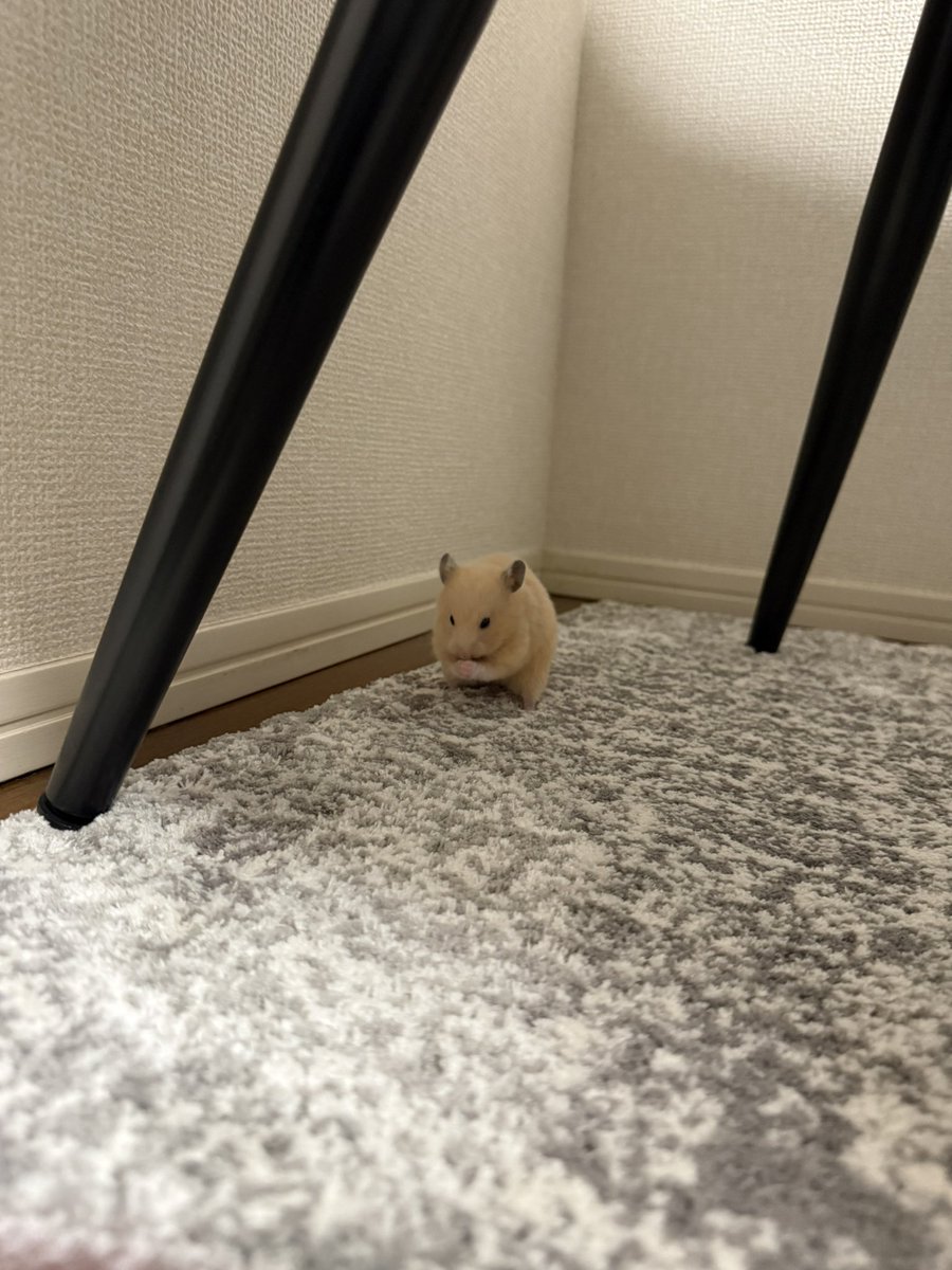 ほたて🐹 tweet media
