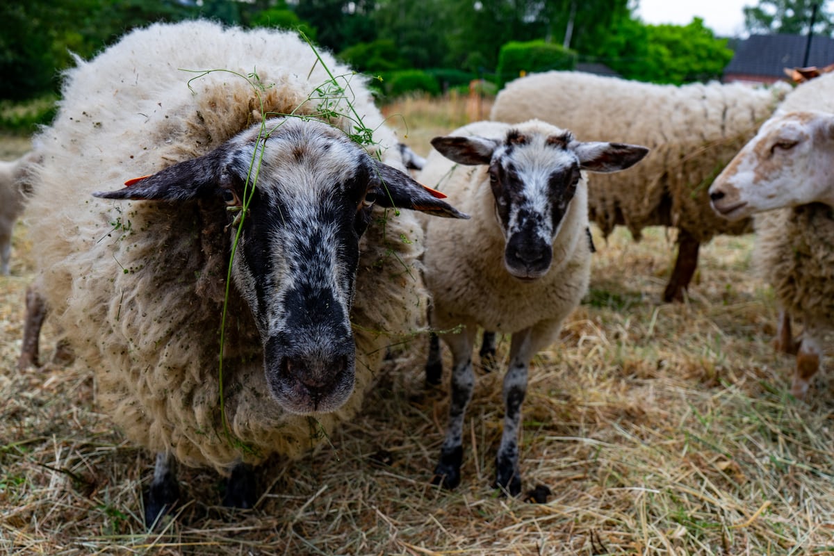 lalibrebe's tweet image. L'interdiction d'abattage sans étourdissement et à domicile maintenue  lalibre.be/belgique/socie…